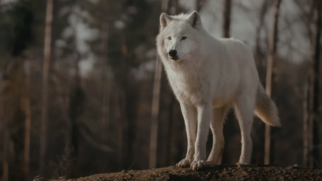 Adorable Direwolf Nicknames