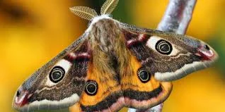 Adorable Moth Nicknames