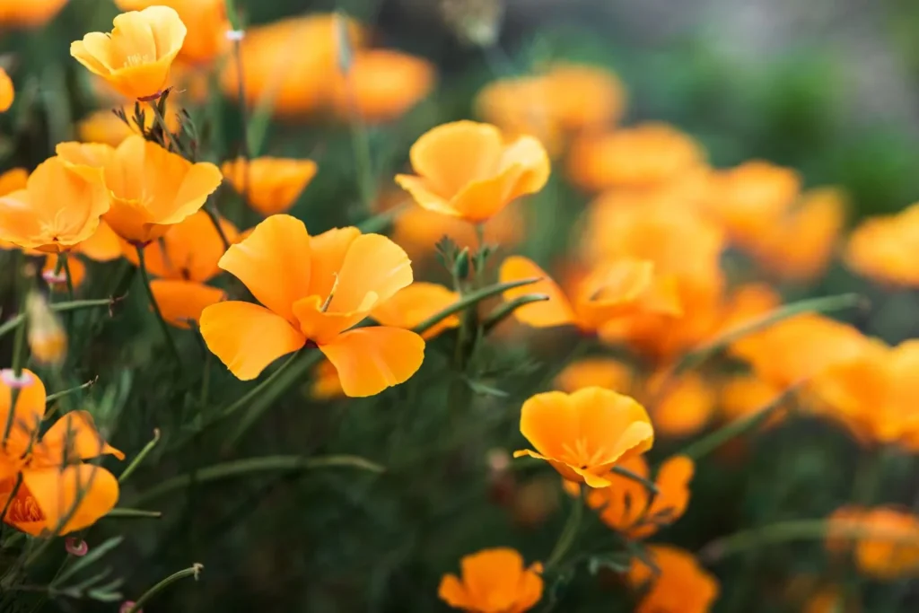 Adorable Orange Flowers Names