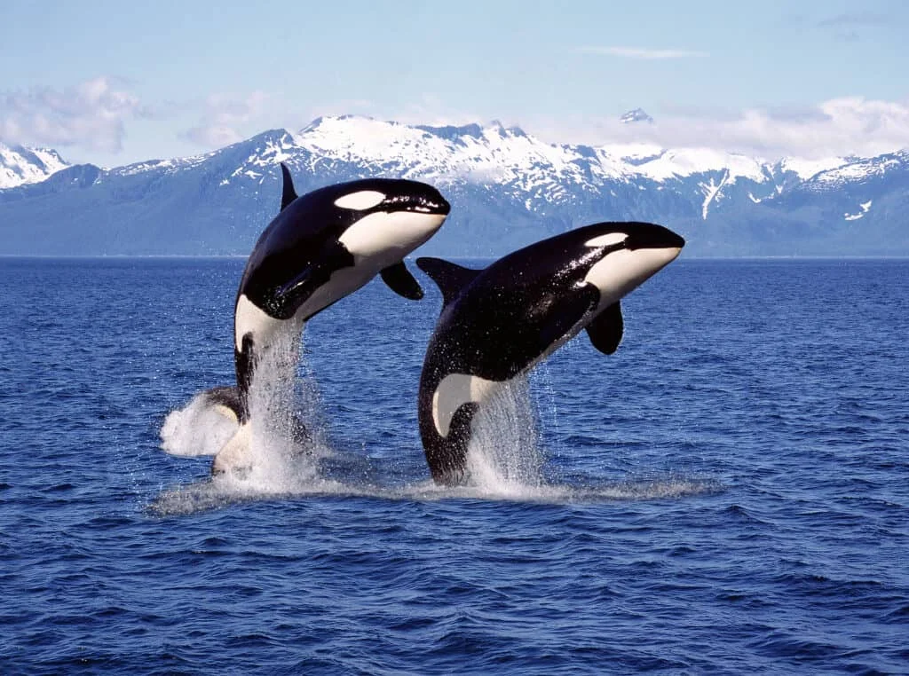 Adorable Orca Nicknames