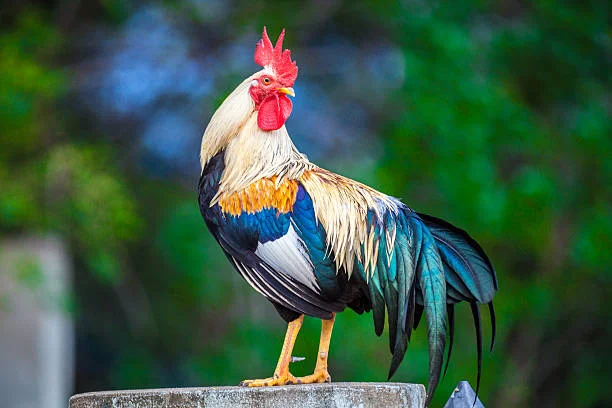 Adorable Rooster Nicknames