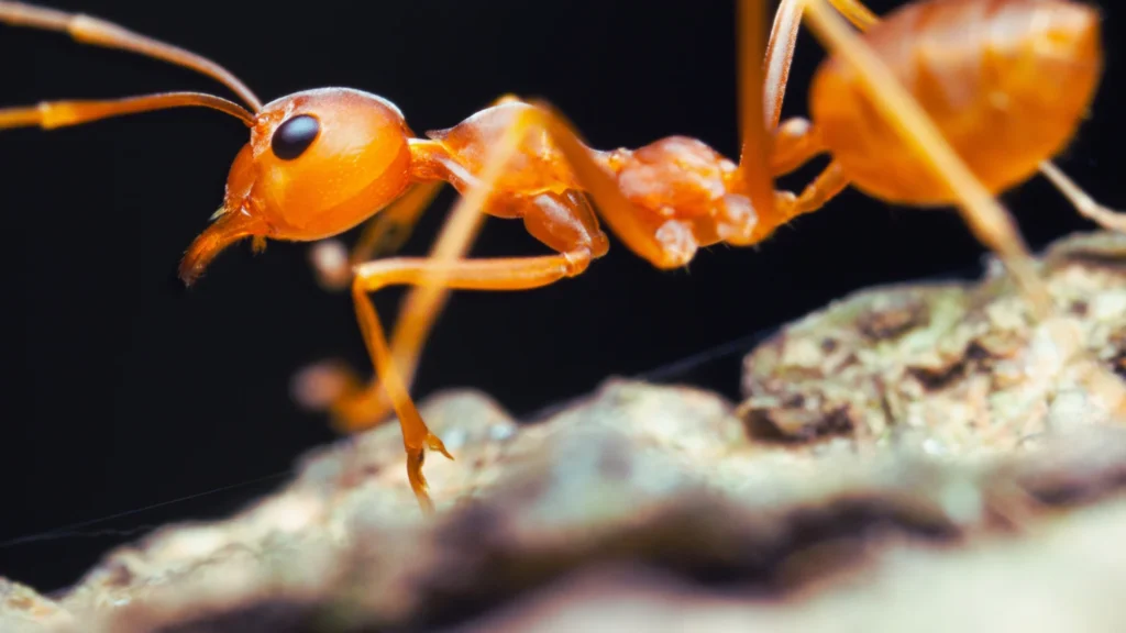 Ant Pet Names
