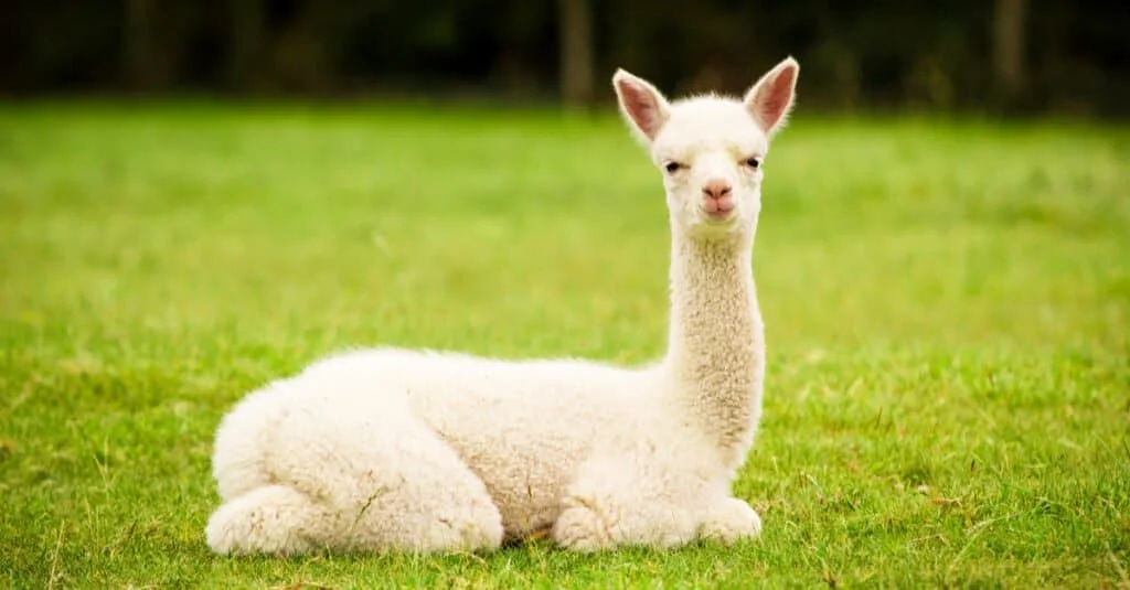 Argentine Alpaca Names
