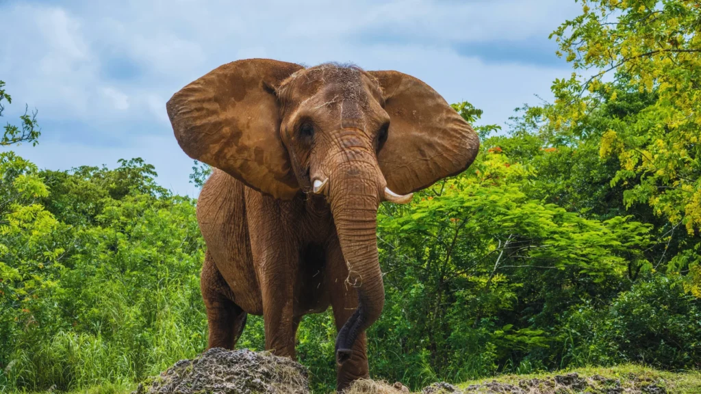 Asian Elephant Names