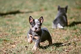 Australian Cattle Dog Names