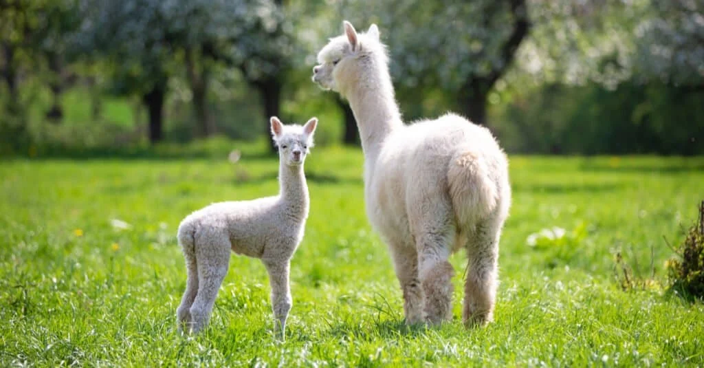 Baby Alpaca Names