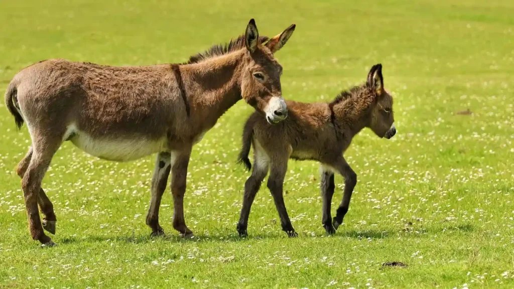 Baby Donkey Names