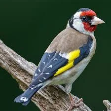 Baby Goldfinch Names