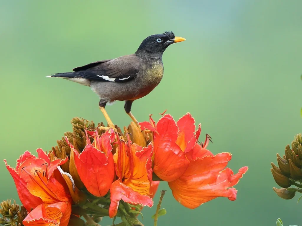 Baby Myna Names