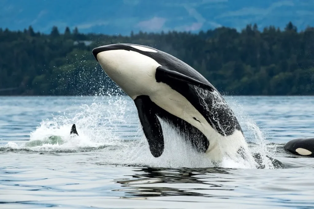 Baby Orca Names