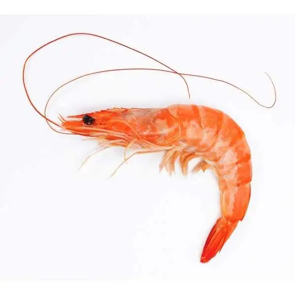 Baby Shrimp Names