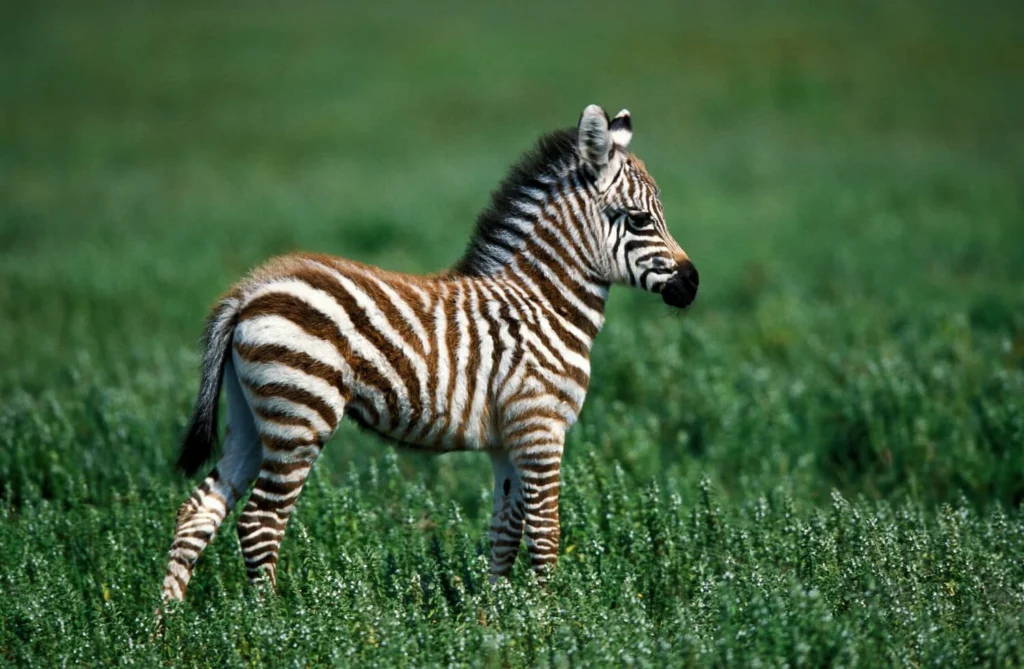 Baby Zebra Names