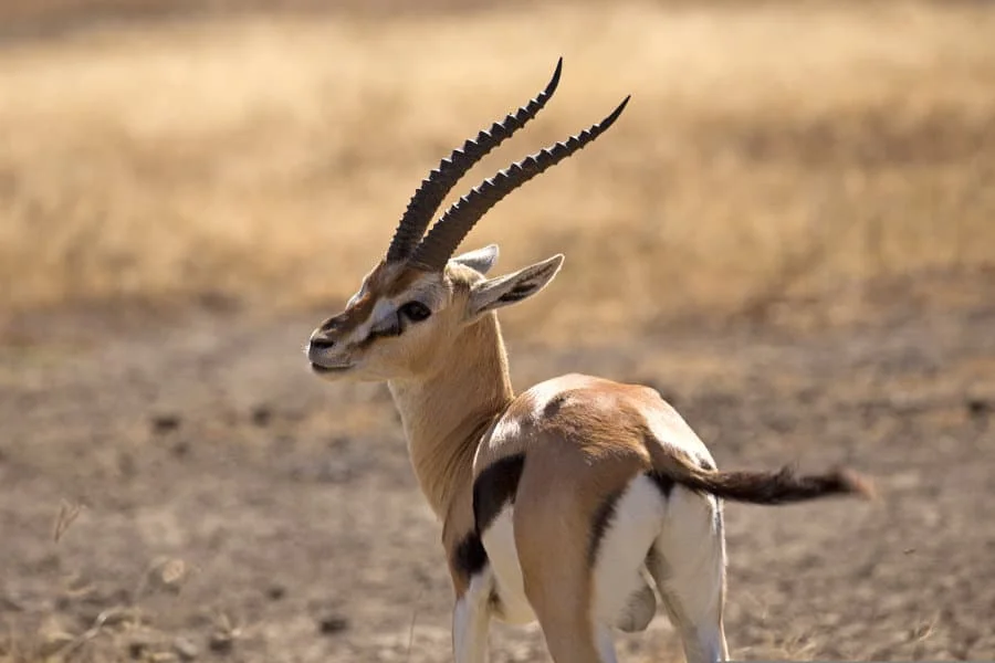 Badass Gazelle Names