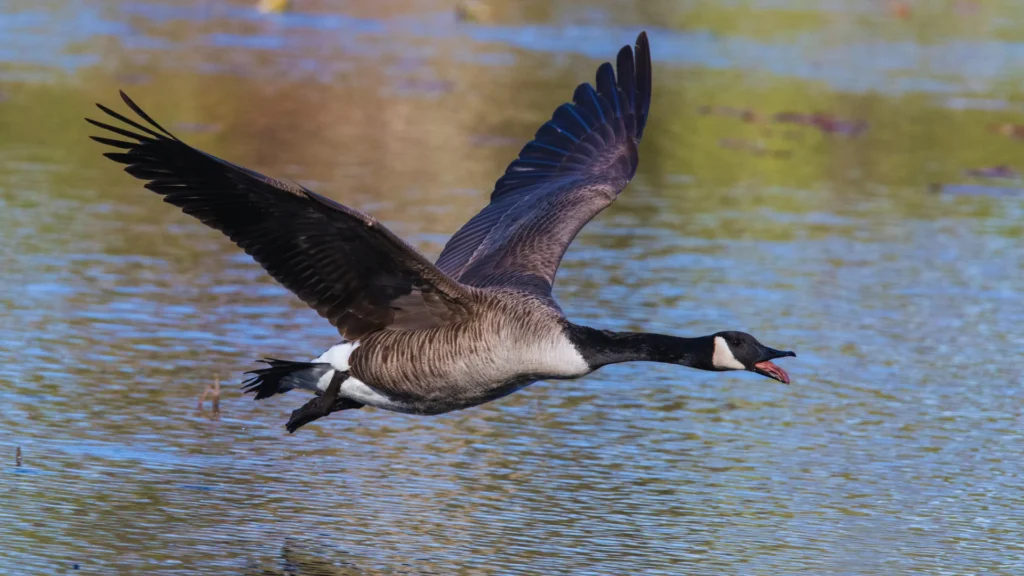 Badass Goose Names