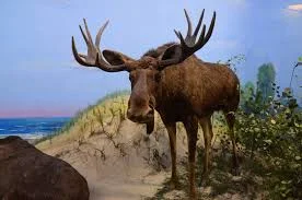 Badass Moose Names