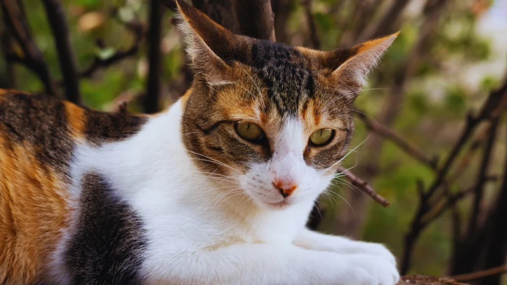 Badass Names for Calico Cats