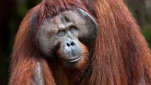Badass Orangutan Names