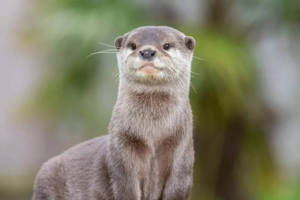 Badass Otter Names