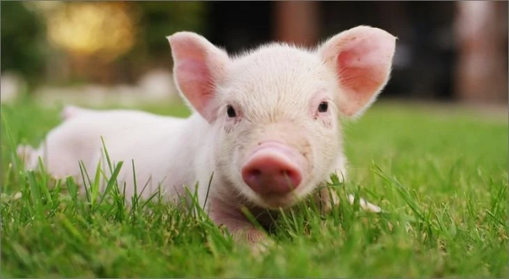 Badass Pig Names