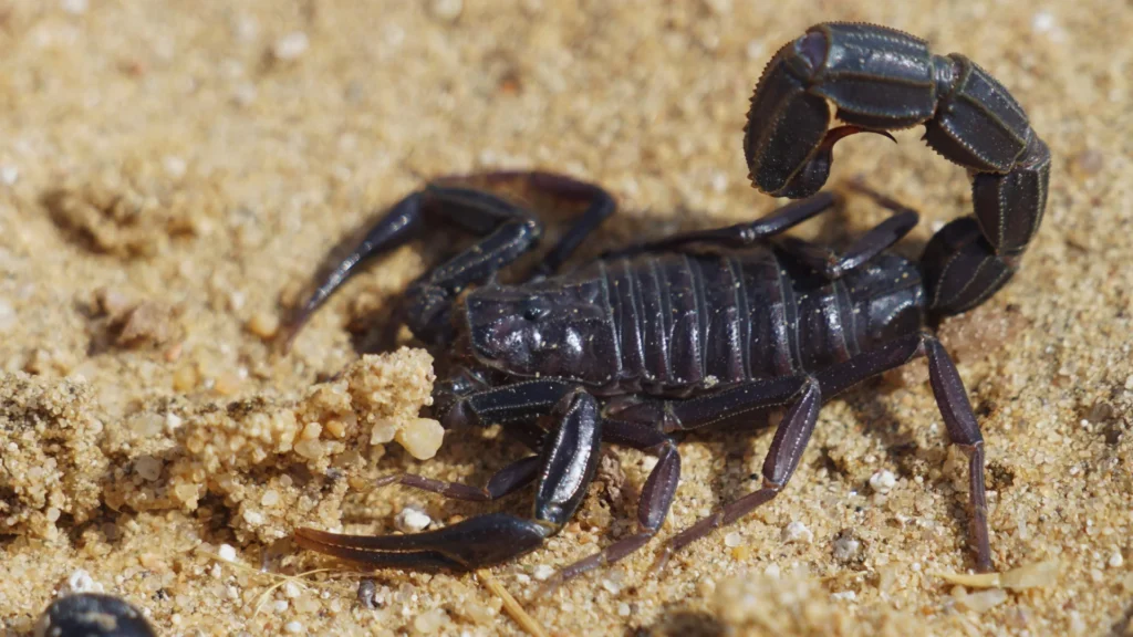 Emperor Scorpion Names