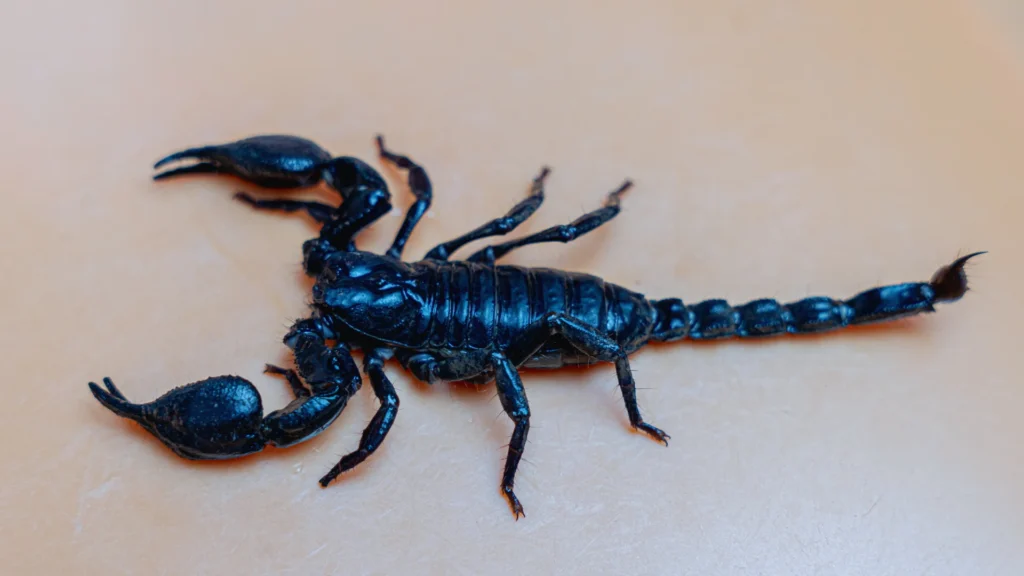 Bark Scorpion Names