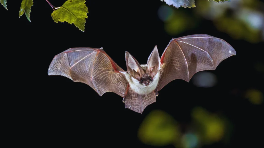Bat Character Names