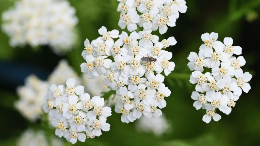 Beautiful White Flower Names