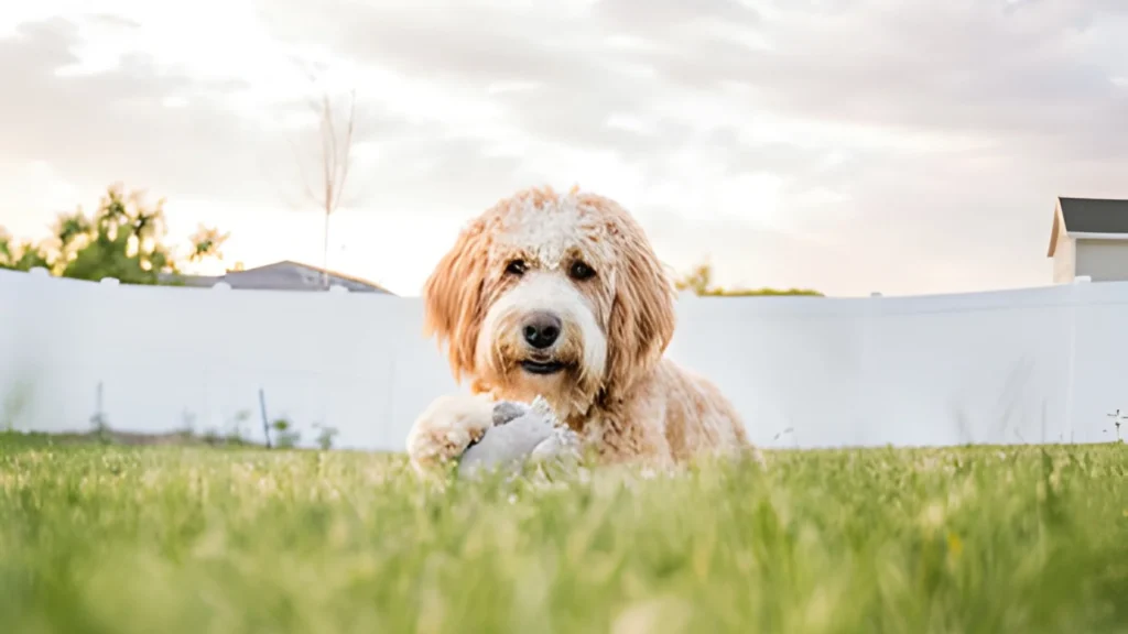 Bernedoodle Pet Names