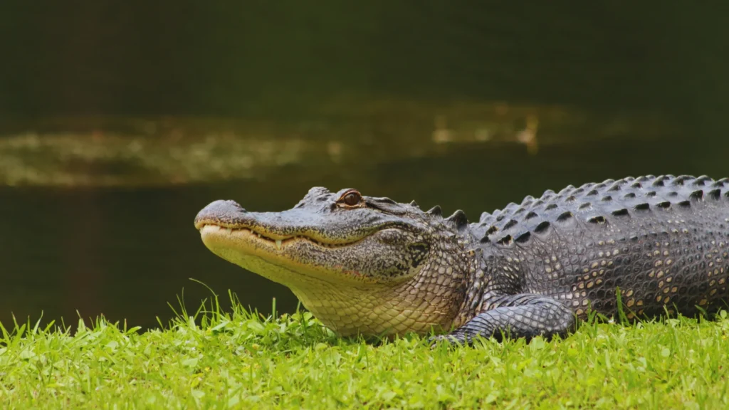 Best Alligator Names
