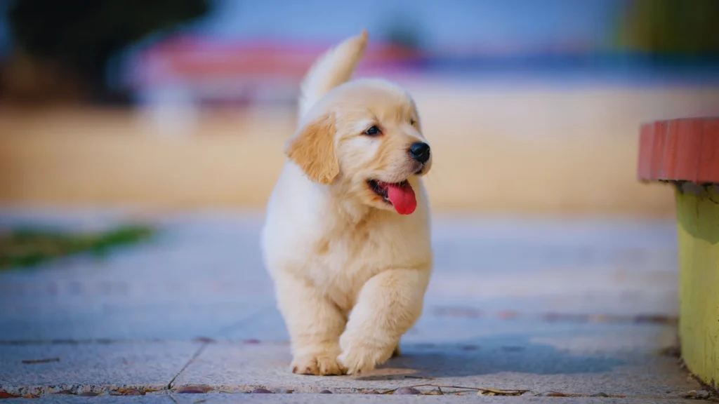 Best Dog Names