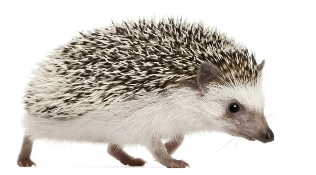Best Hedgehog Names