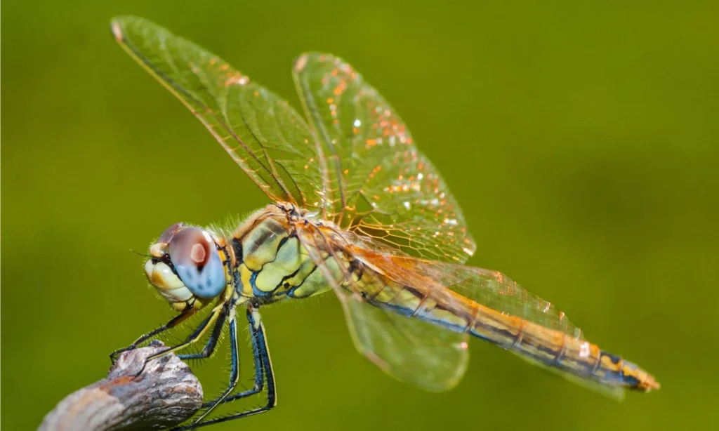 Best Insects Names