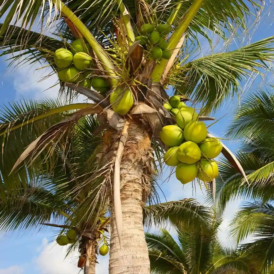 Best Palm Tree Names