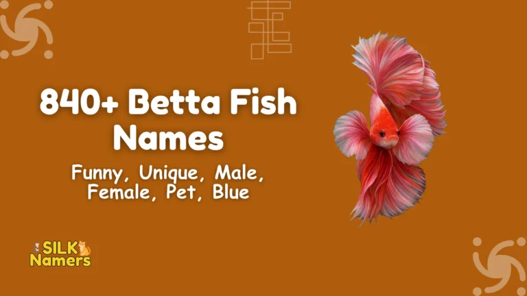 Betta Fish Names