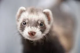 Black Ferret Names