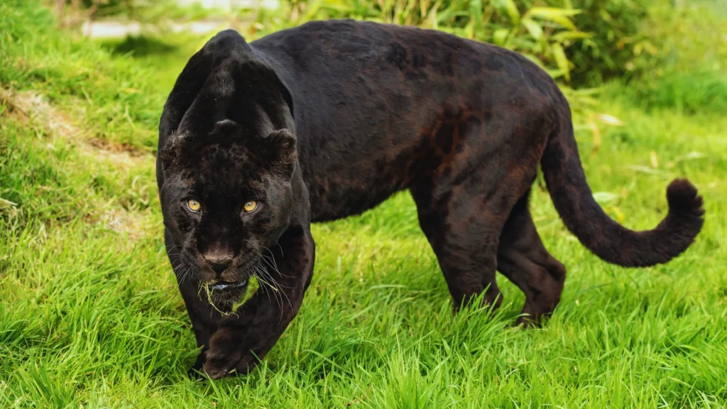 Black Jaguar Names
