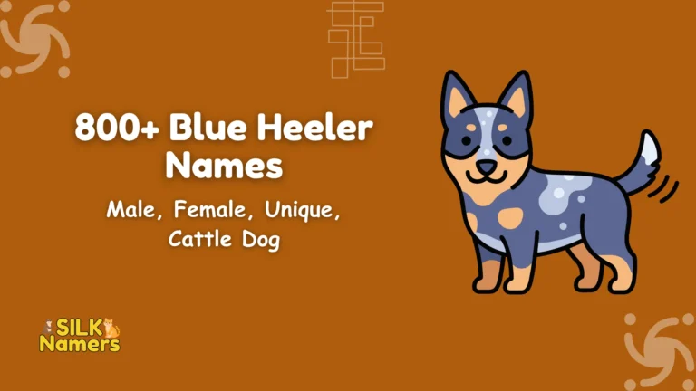 Blue Heeler Names