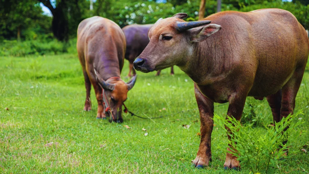 Buffalo Names for Pets