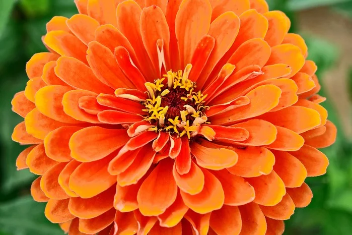 Burnt Orange Flowers Names