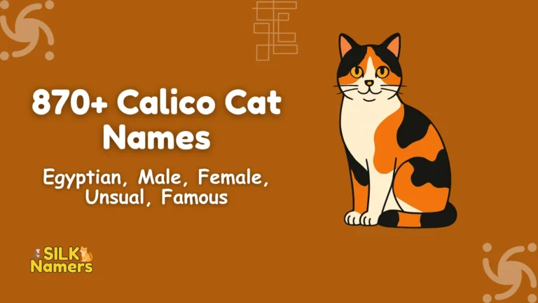 Calico Cat Names