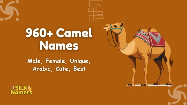 Camel Names