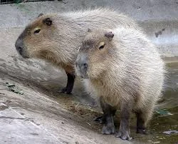 Capybara Character Names