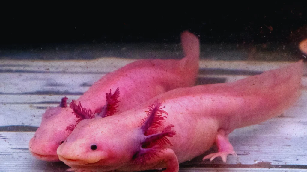 Catchy Axolotl Names