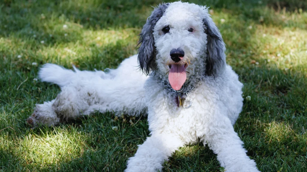 Catchy Bernedoodle Names