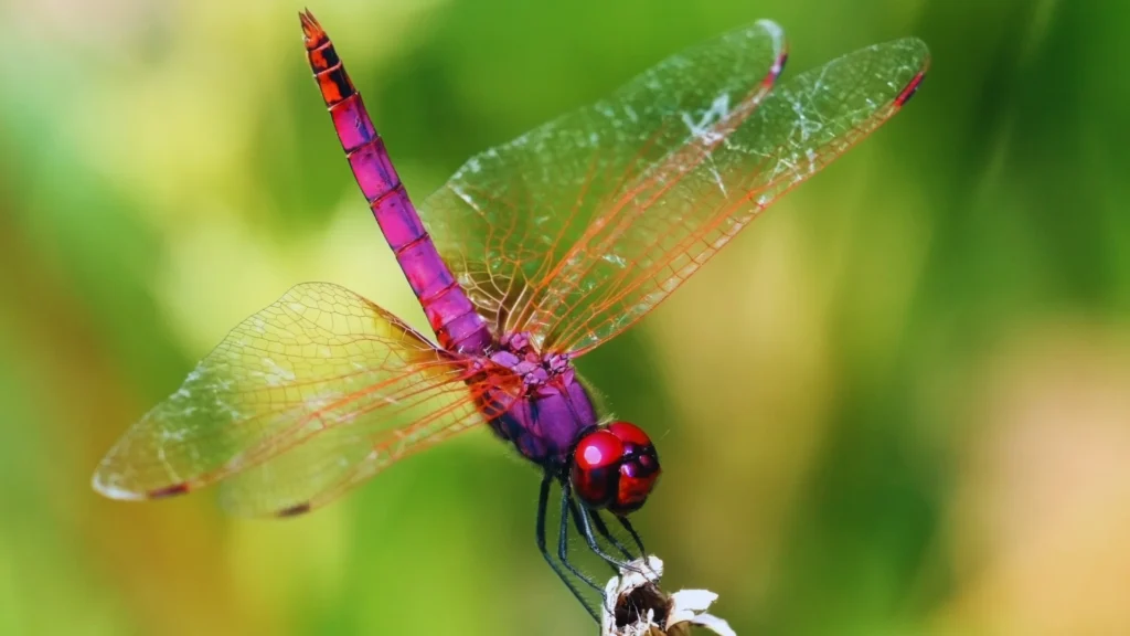 Catchy Dragonfly Names