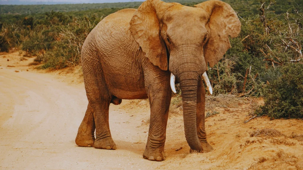Catchy Elephant Names