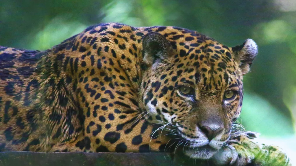 Catchy Jaguar Names
