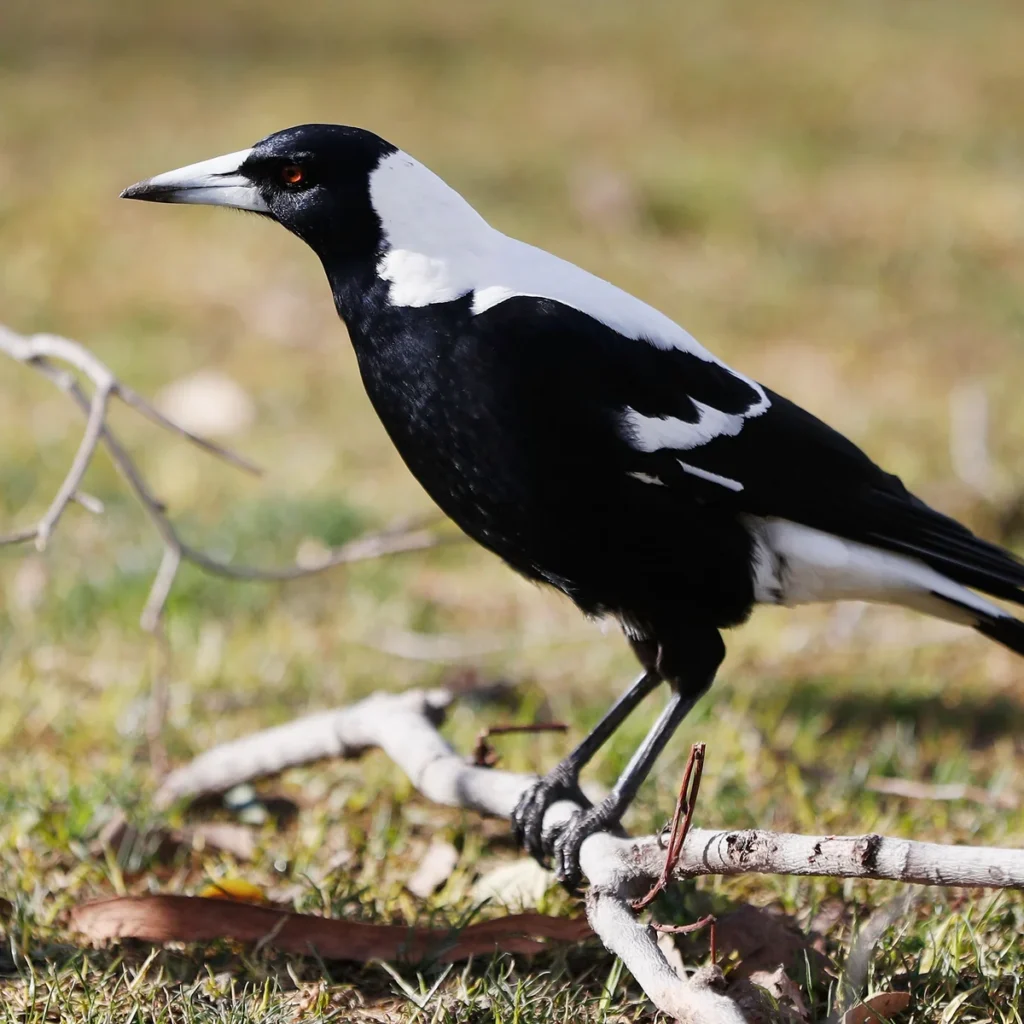 Catchy Magpie Names