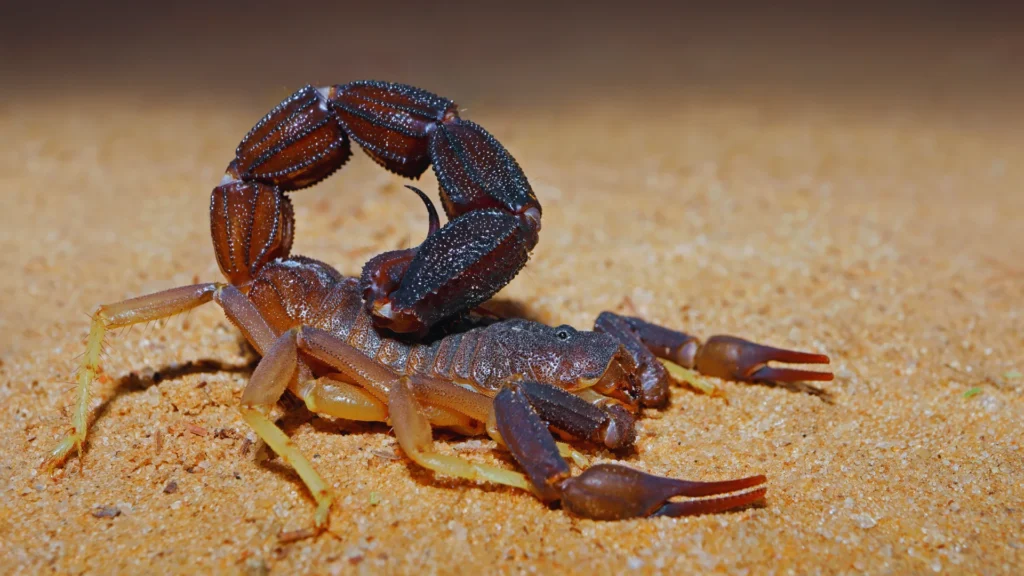 Catchy Scorpion Names