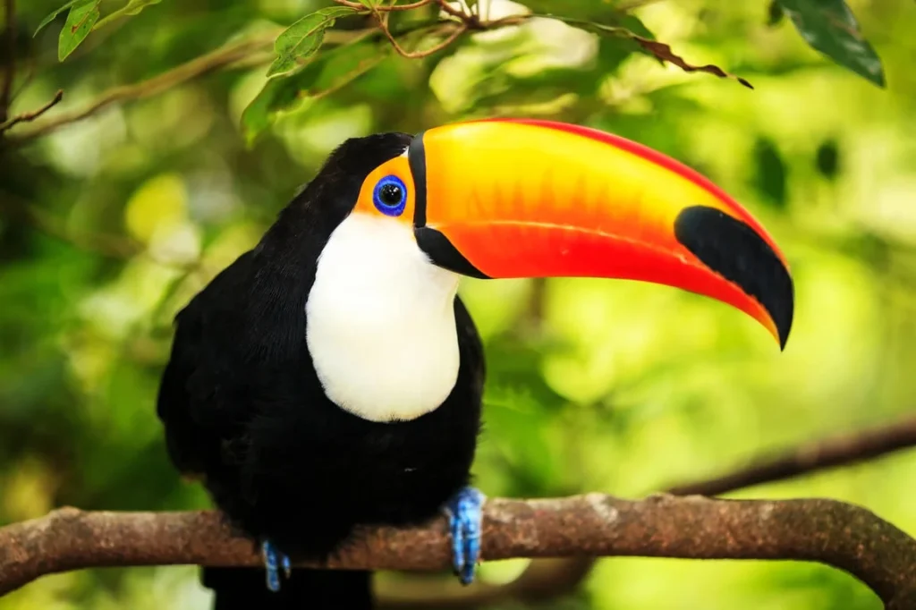 Catchy Toucan Names